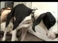 Small amateur enjoying zoo sex with her massive dog